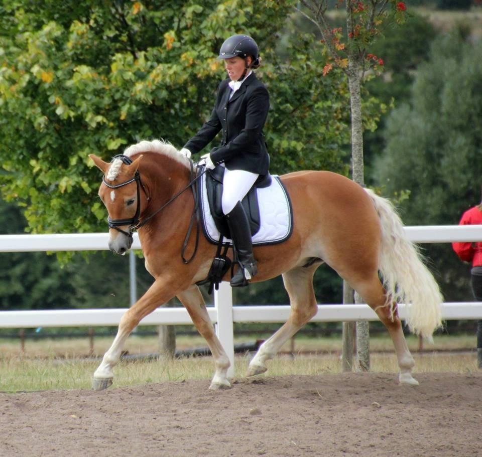 Haflinger Sarotti - DM 2013 billede 2