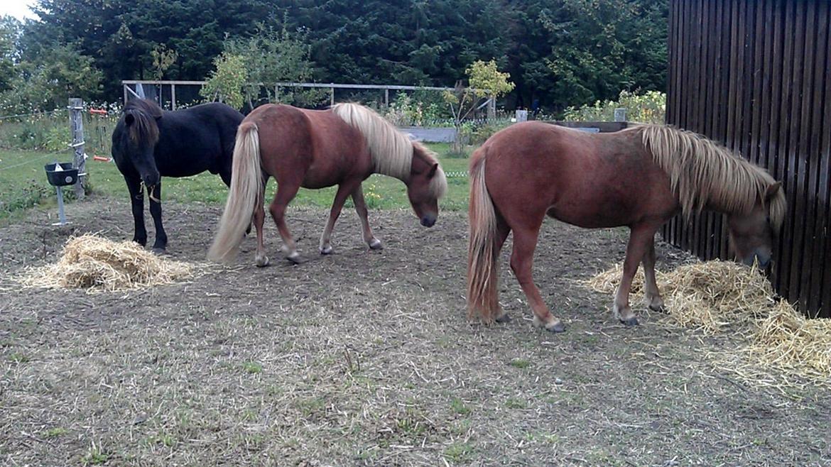 Islænder Dama fra Hamrahlið - Landi(sort). Dãma(Midten) og Disa (Højre) billede 12