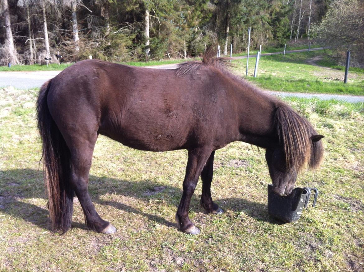 Islænder Kvika fra Skellerupspang - Kvika nogle uger efter vi hentede hende. Stadig tynd og muskelfattig. billede 4