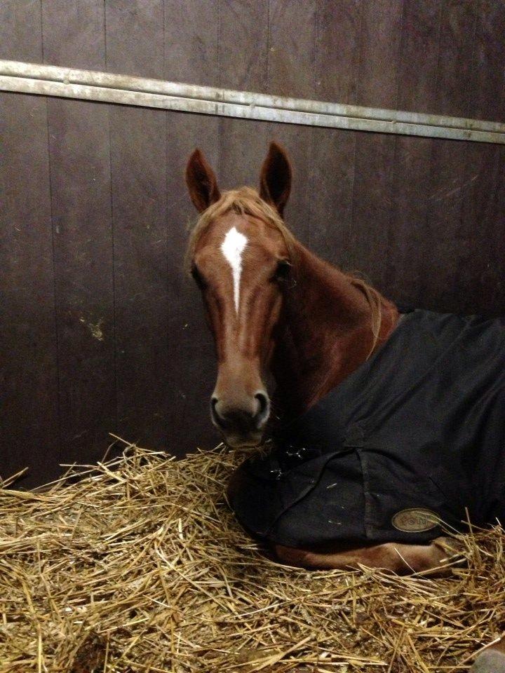 Traver Amazing Fireworks billede 5