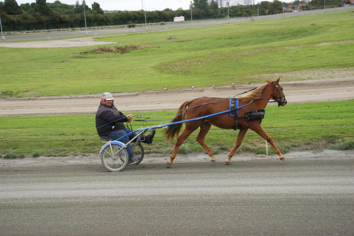 Traver Amazing Fireworks billede 9