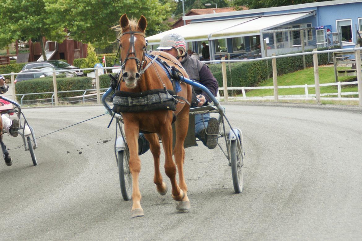 Traver Amazing Fireworks billede 11