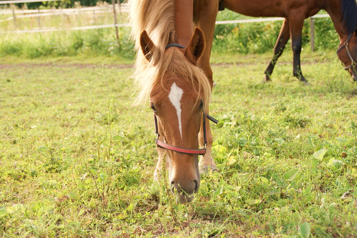 Traver Amazing Fireworks - Min smukke traver Amazing Fireworks billede 1