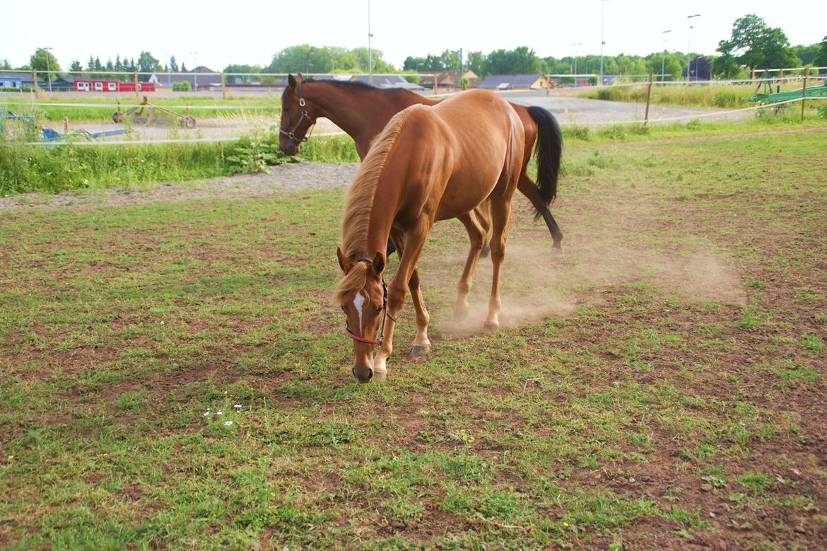 Traver Amazing Fireworks billede 14