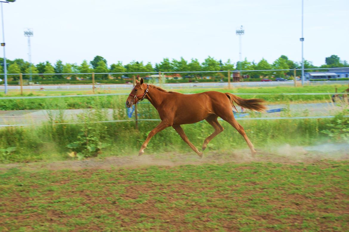 Traver Amazing Fireworks - Så smuk <3
 billede 4