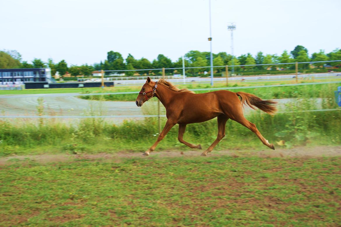 Traver Amazing Fireworks billede 16