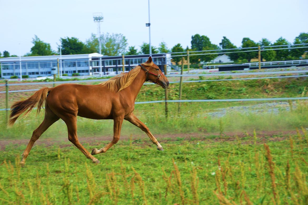 Traver Amazing Fireworks billede 7