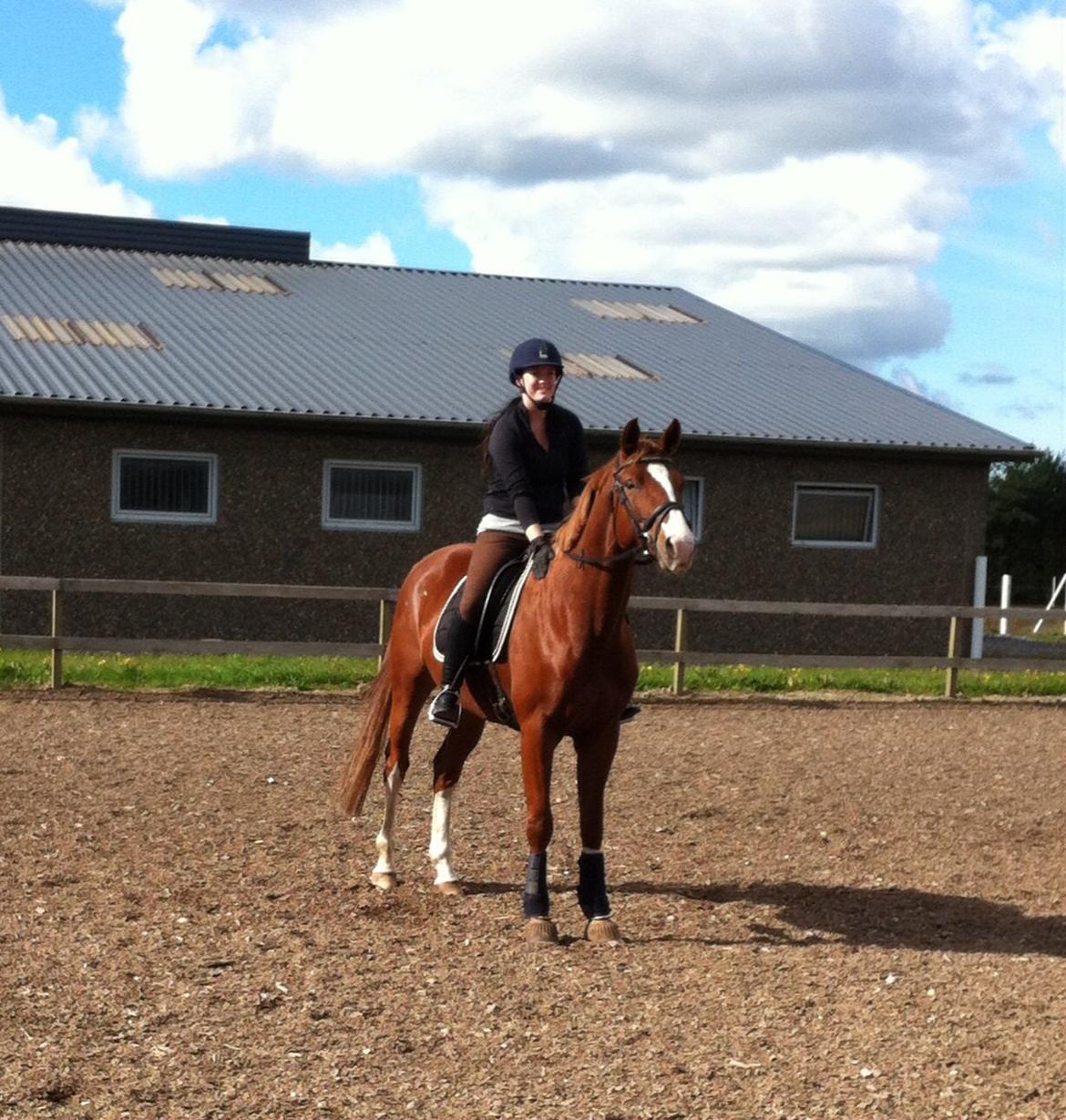 Trakehner Prince Cotta billede 10