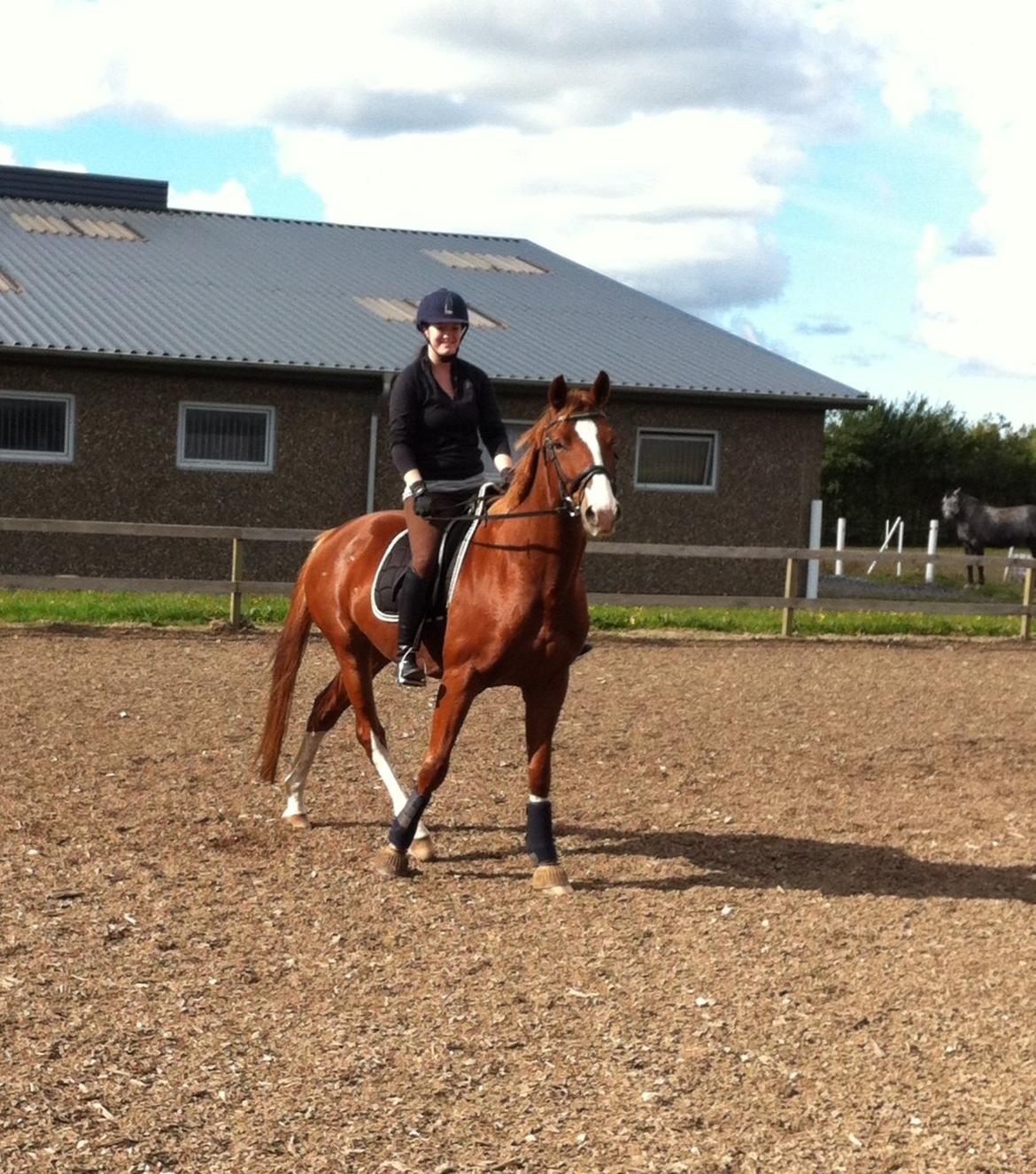 Trakehner Prince Cotta billede 11