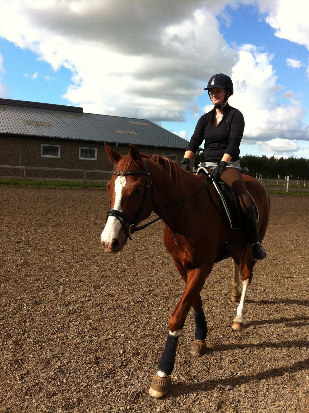 Trakehner Prince Cotta billede 12