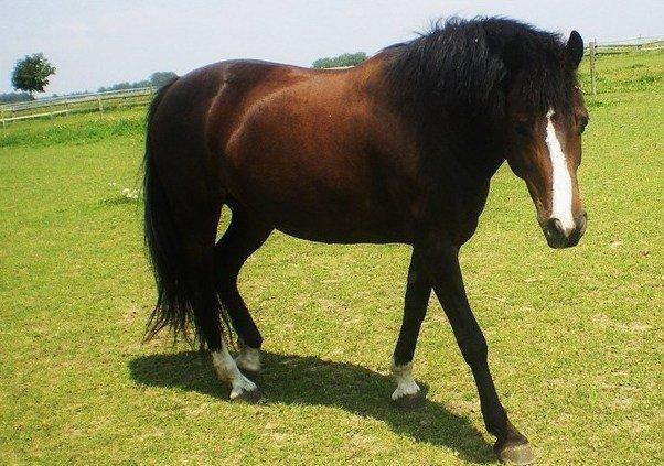 New Forest Chamsiin - ikke mig der har taget det <3 billede 10