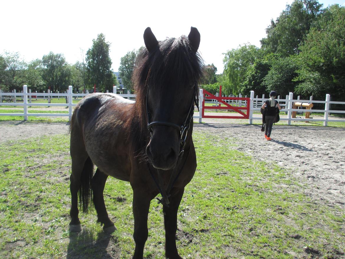 Islænder Fálki R.I.P<3 - Hej smukke<3 foto: Mig. billede 2