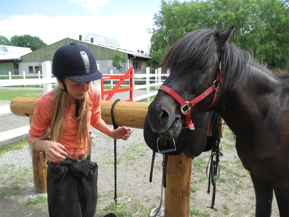 Islænder Fálki R.I.P<3 - Puha, der var noget der smagte dårligt<3 Foto. Lara<3 billede 6