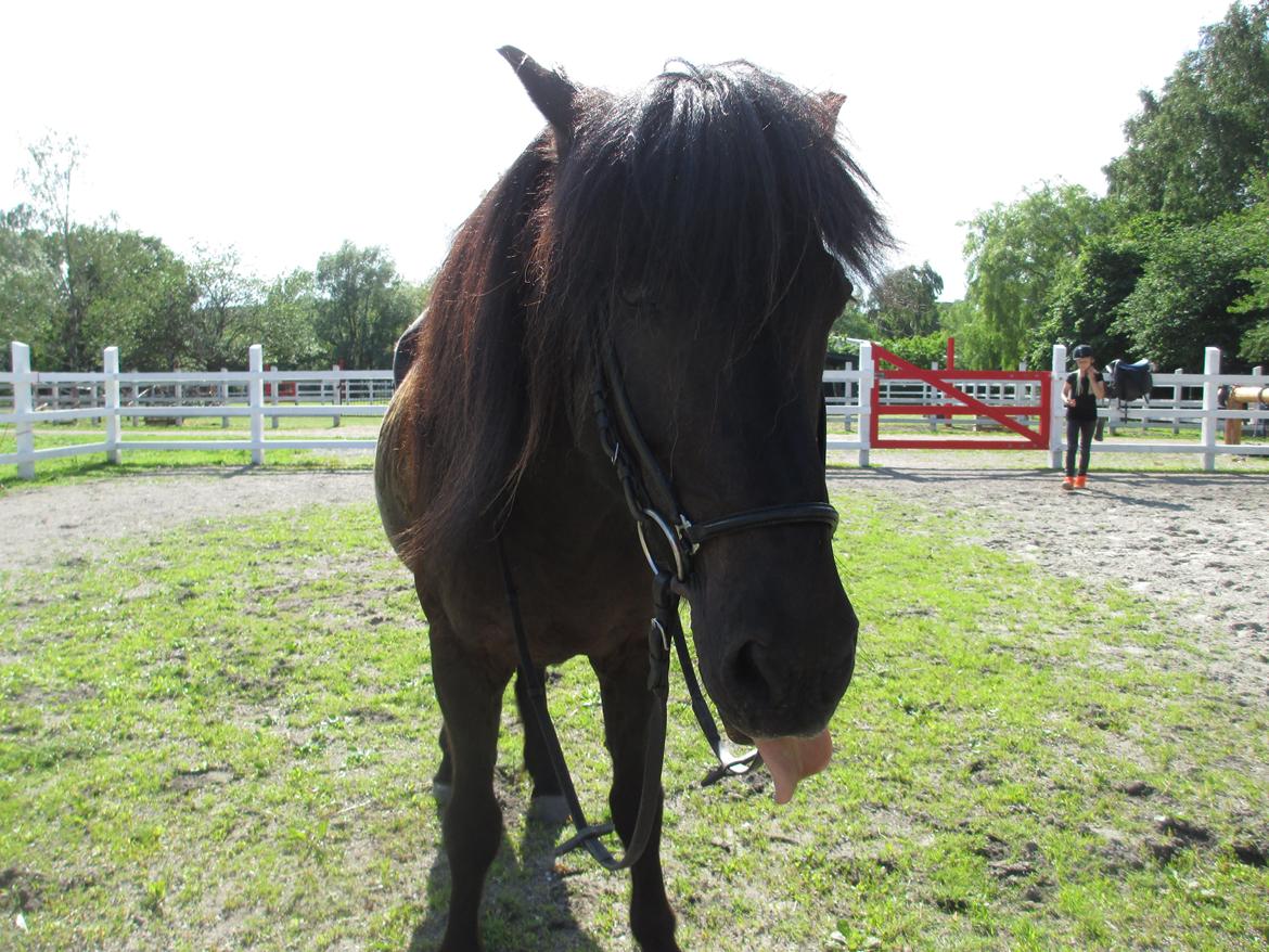Islænder Fálki R.I.P<3 - Fjollegøj<3 Man kunne ikke være andet glad i dit selskab! Foto: Mig. billede 4