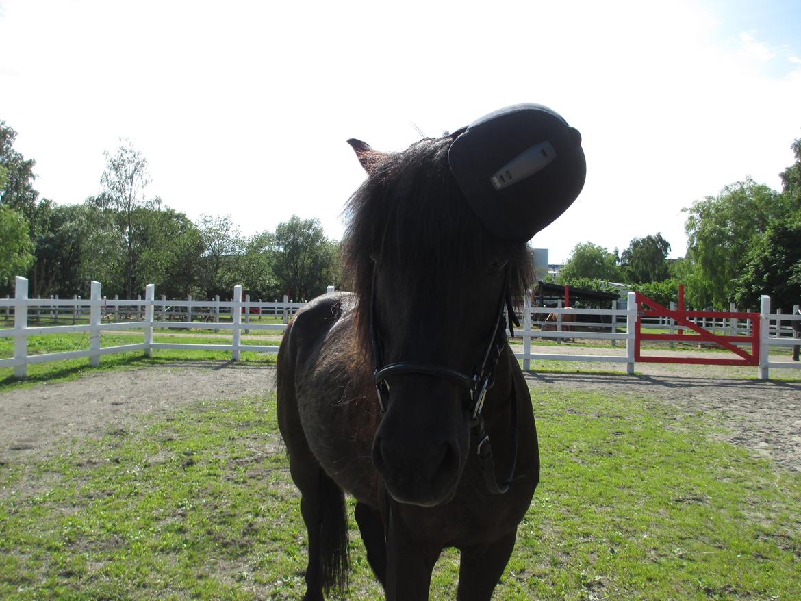 Islænder Fálki R.I.P<3 - Total swag:P<3 Foto: mig. billede 7
