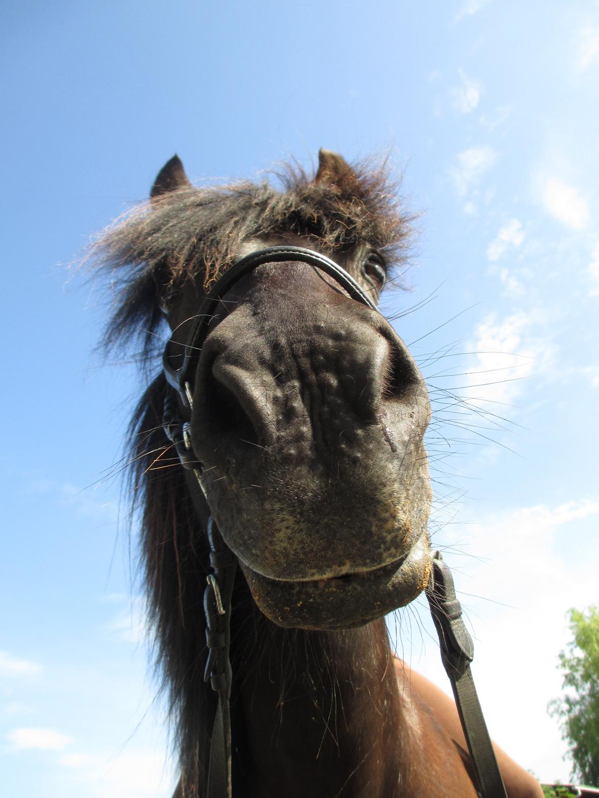 Islænder Fálki R.I.P<3 - Min smukke dreng under den store blå himmel. Jeg ved du er et sted der oppe<3 Foto: Lara. billede 3