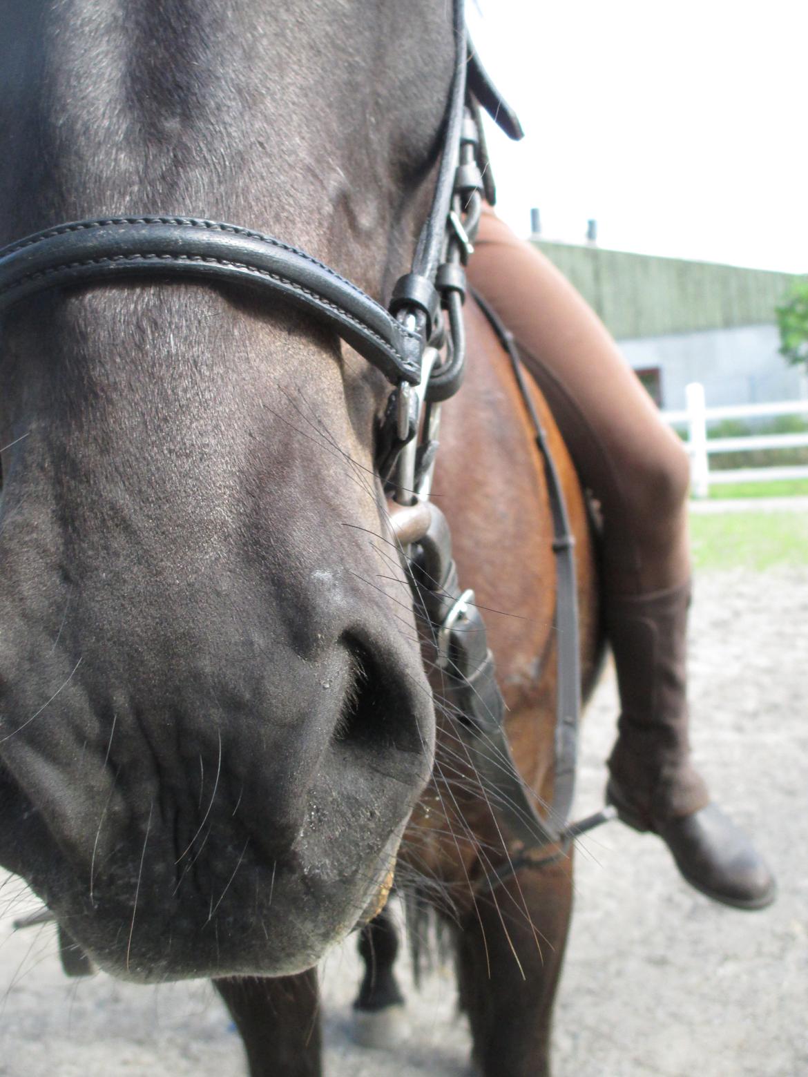Islænder Fálki R.I.P<3 - Det var dig og mig, mod alt og alle<3 Savner dig skat! Foto: Lara. billede 8