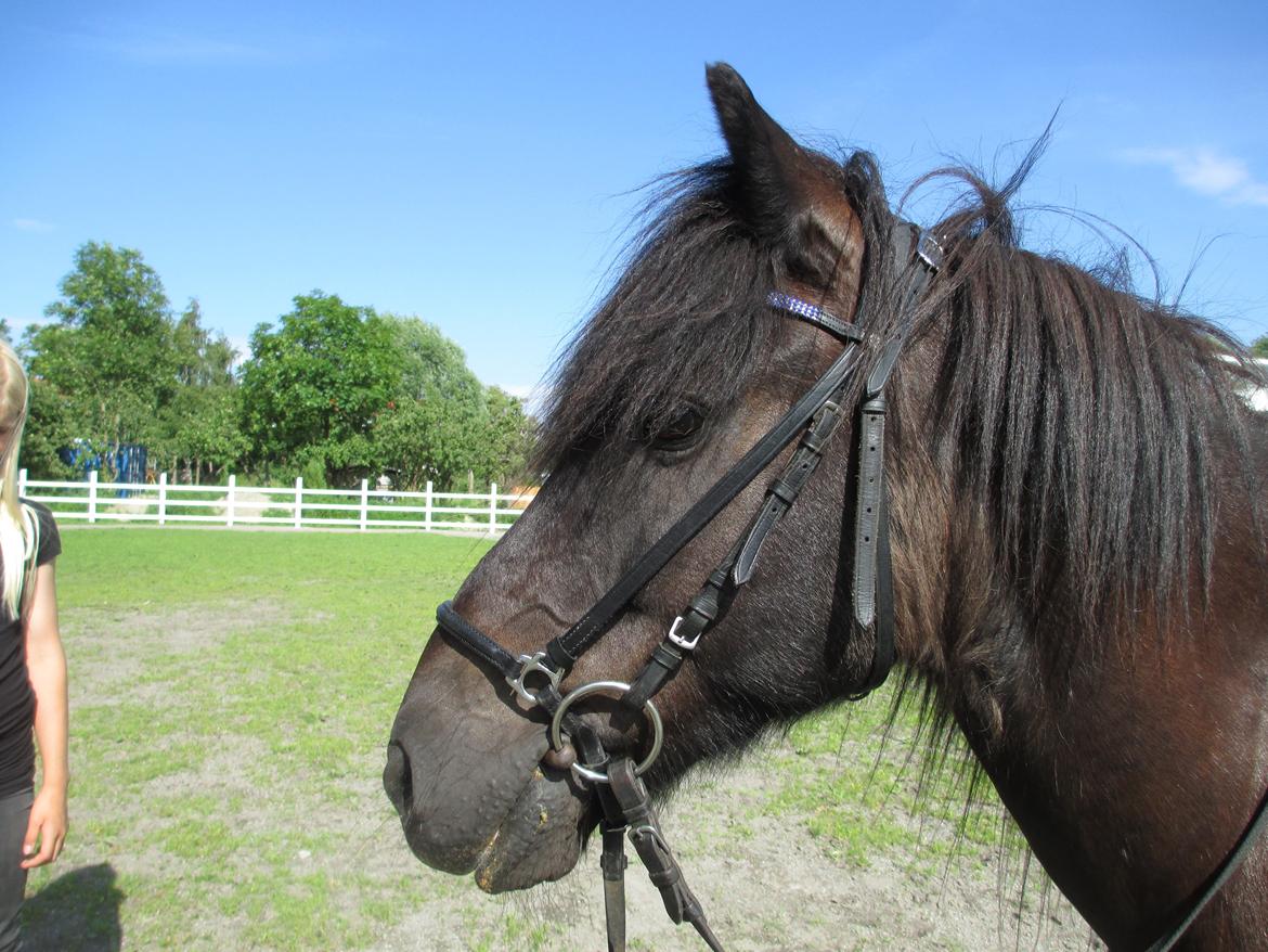 Islænder Fálki R.I.P<3 - Dine øre var altid fremad og man kunne se glæden i dine øjne<3 Foto: Mig
 billede 5