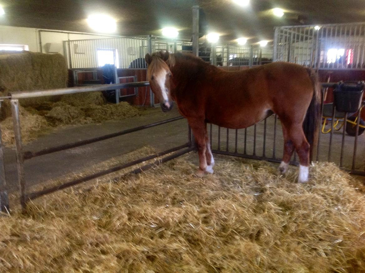 Anden særlig race  Sus R.I.P billede 9