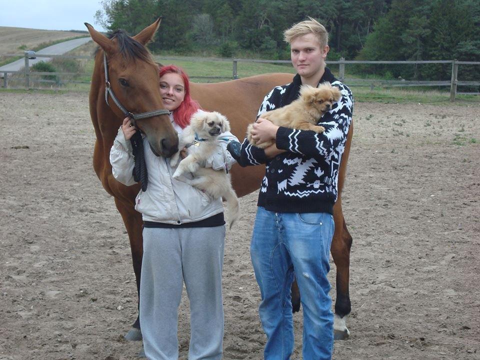 Dansk Varmblod Fanaldo <3<3 - Mine 3 guldklumper og mit et og alt!<3
Elsker dem! billede 7