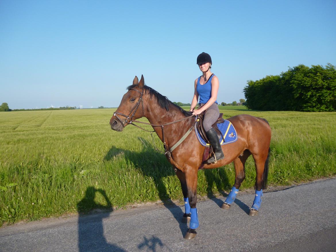 Norsk Varmblod  Arlando billede 15