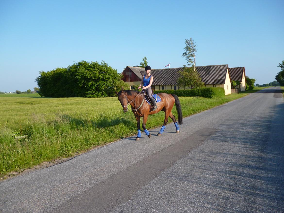 Norsk Varmblod  Arlando billede 18