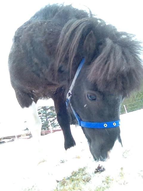 Shetlænder Prondus billede 11