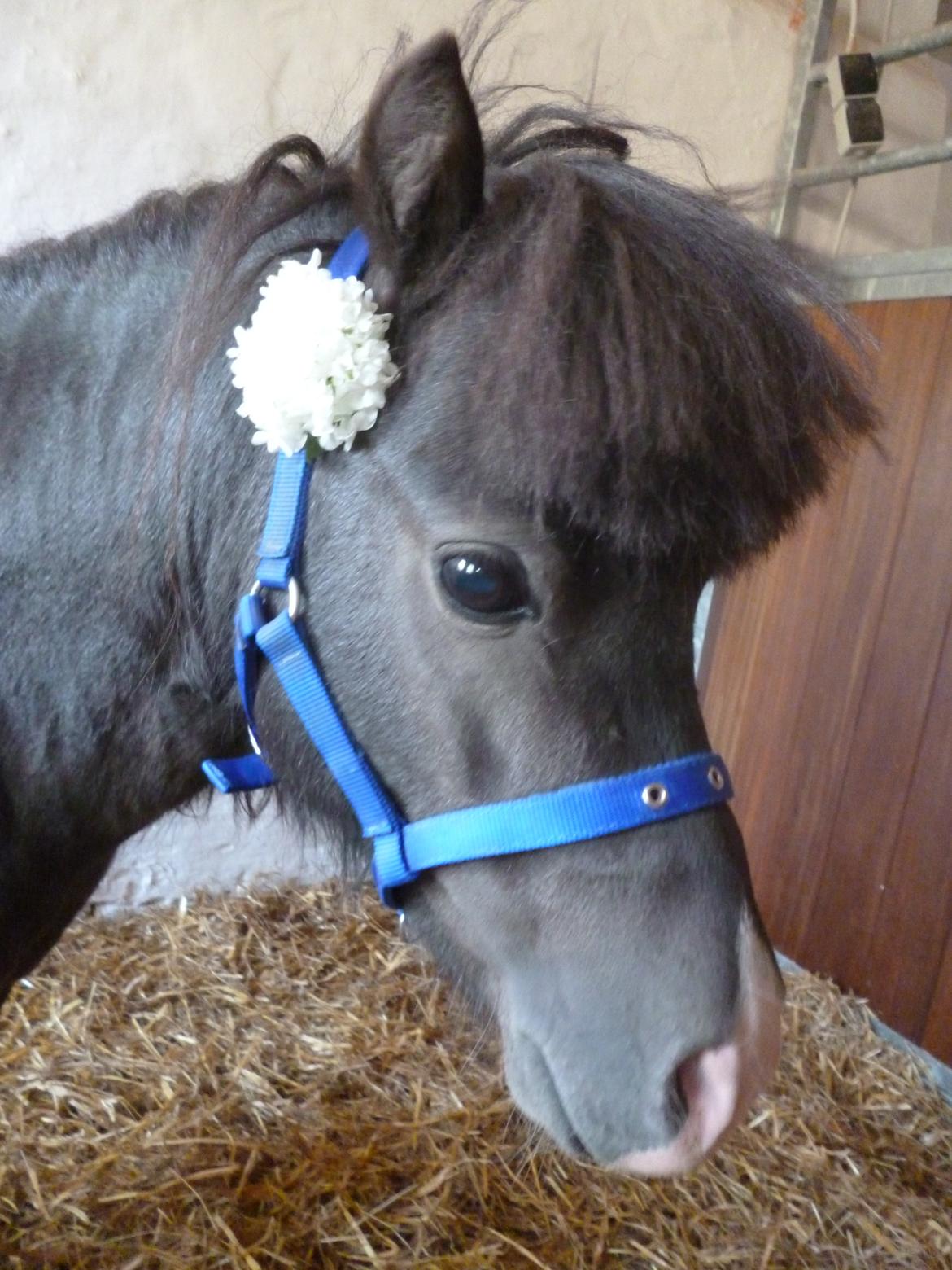 Shetlænder Prondus billede 12