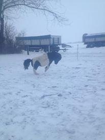 Shetlænder Prondus billede 13