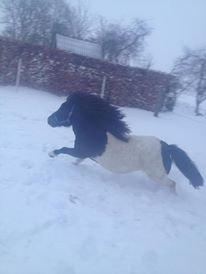 Shetlænder Prondus billede 14