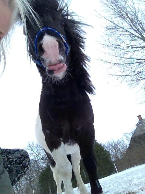 Shetlænder Prondus billede 15