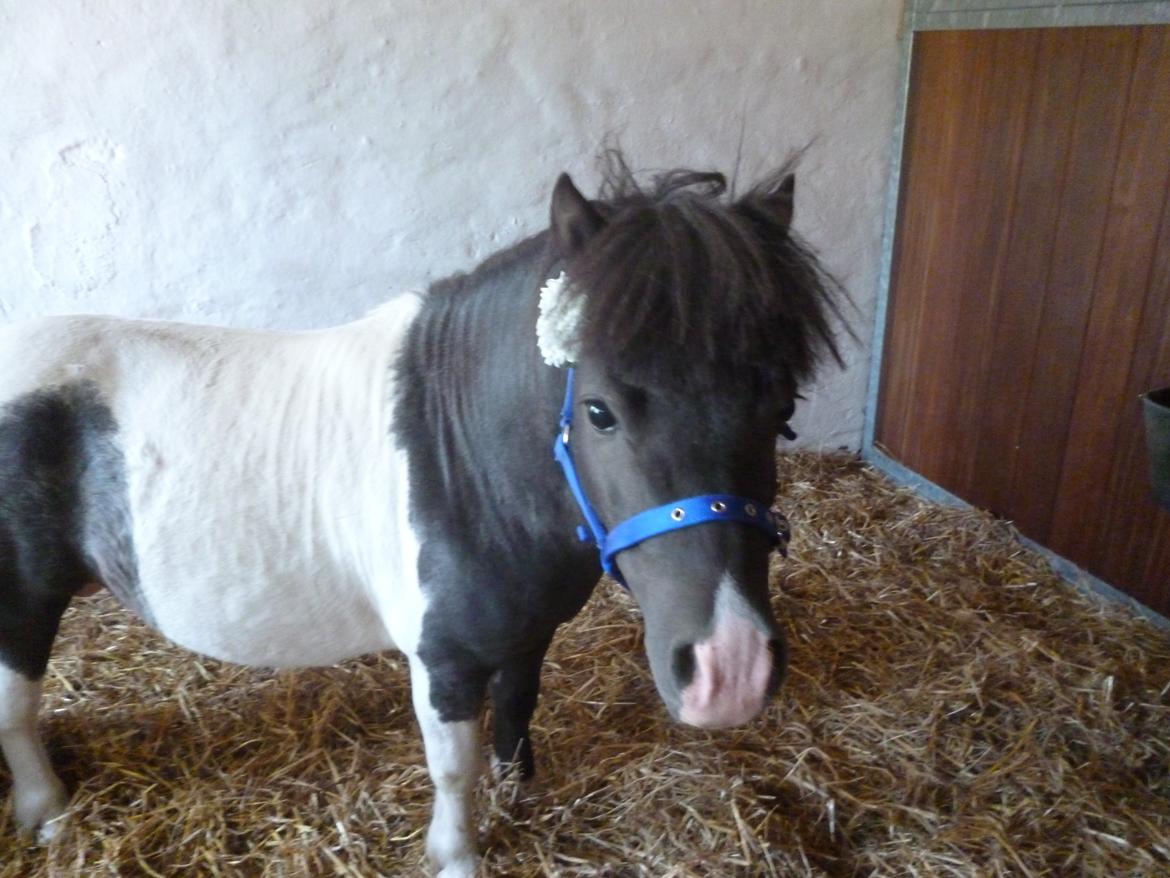 Shetlænder Prondus billede 16