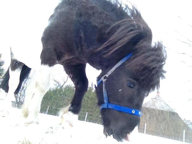 Shetlænder Prondus billede 17