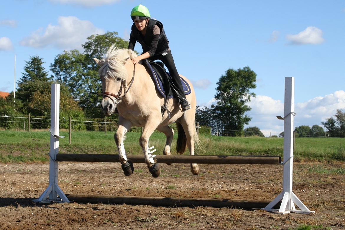 Fjordhest Fe dyret <3 (passer) - nyt 26-09-2013. anden gang Fe springer i sit liv  billede 3