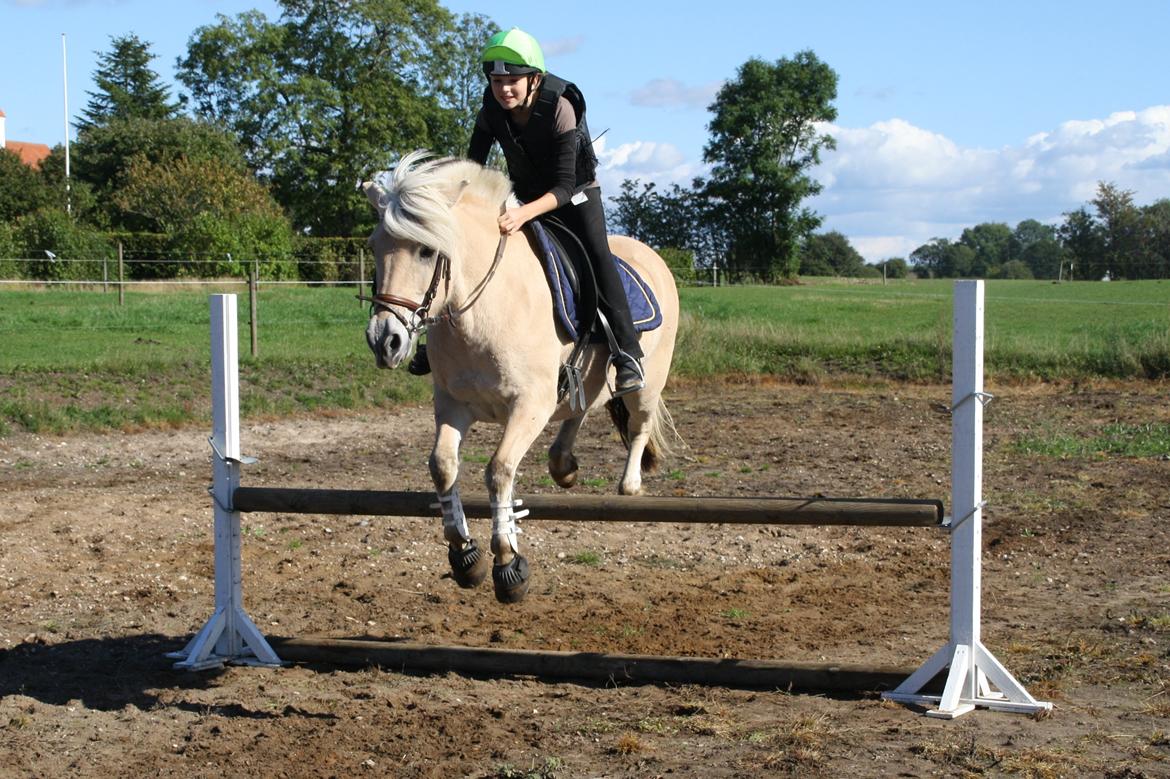 Fjordhest Fe dyret <3 (passer) - nyt 26-09-2013. anden gang Fe springer i sit liv  billede 6