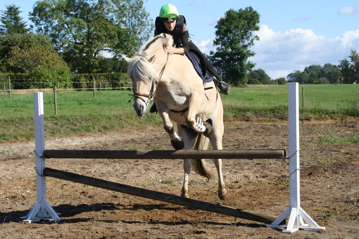 Fjordhest Fe dyret <3 (passer) - nyt 26-09-2013. anden gang Fe springer i sit liv  billede 12