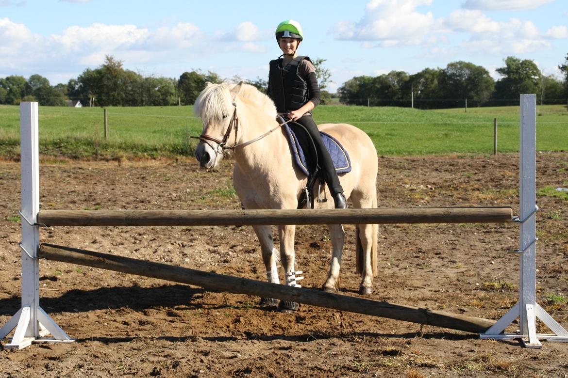 Fjordhest Fe dyret <3 (passer) - nyt 26-09-2013. anden gang Fe springer i sit liv  billede 8