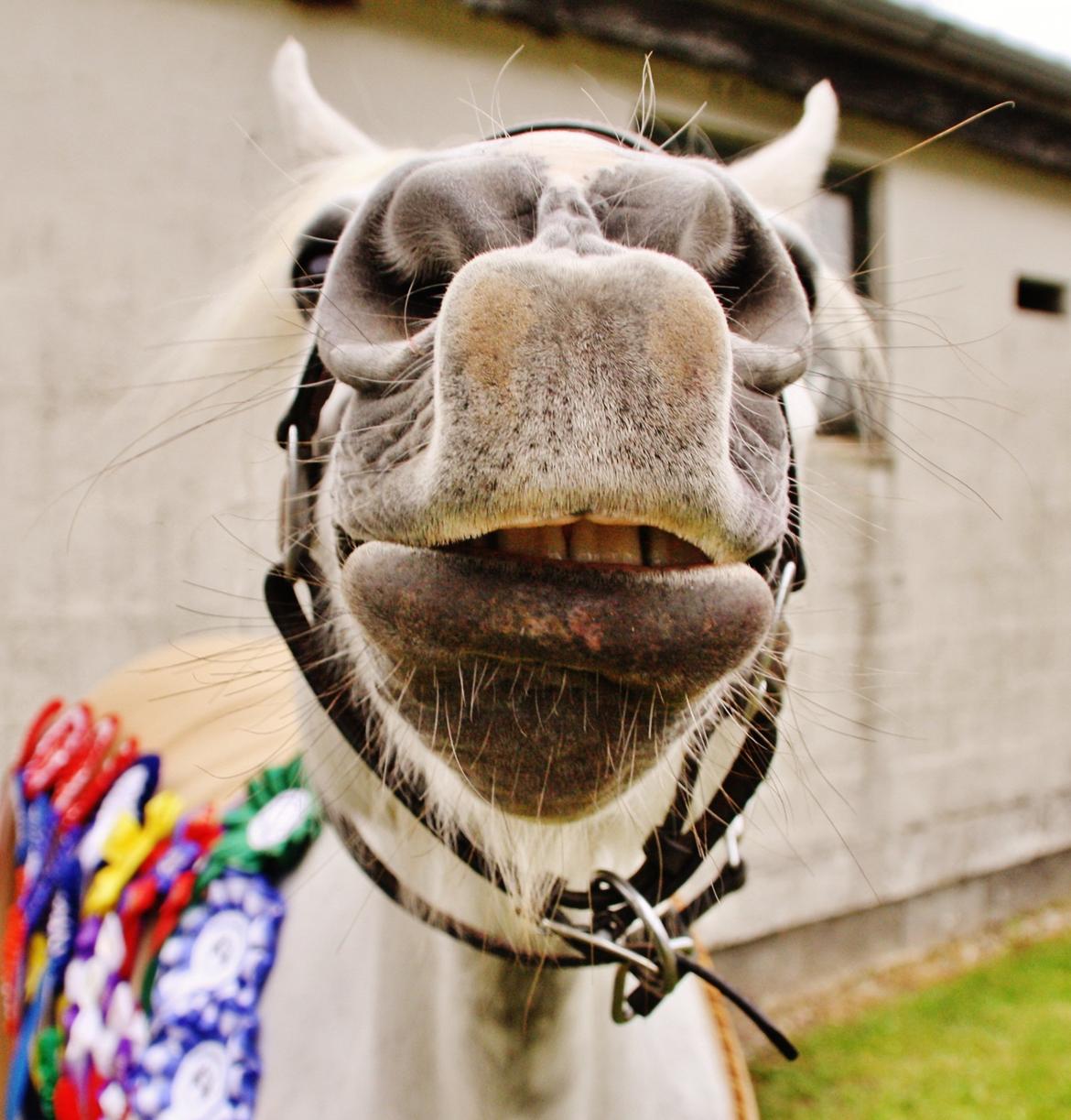 Anden særlig race Zoffi Games Pony <3 - ER det min gode vinkel du tager nu ? :) <3 billede 16