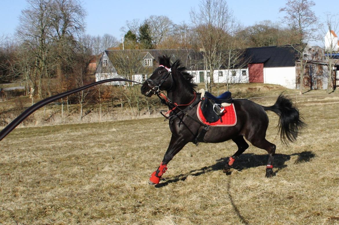 Anden særlig race Agerhøjgårds Avance billede 34