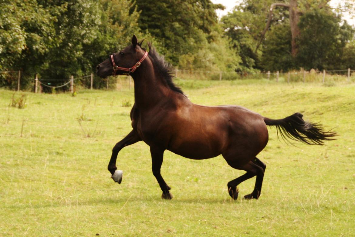 Anden særlig race Agerhøjgårds Avance billede 35
