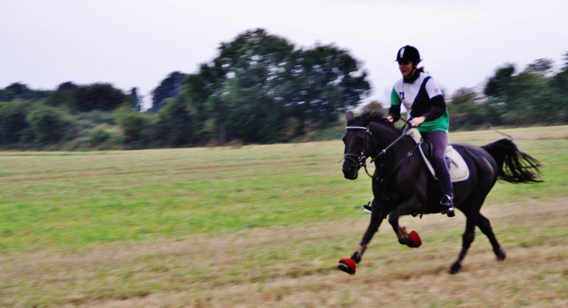 Anden særlig race Agerhøjgårds Avance billede 36