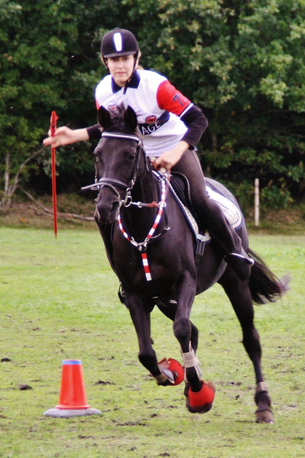 Anden særlig race Agerhøjgårds Avance billede 14