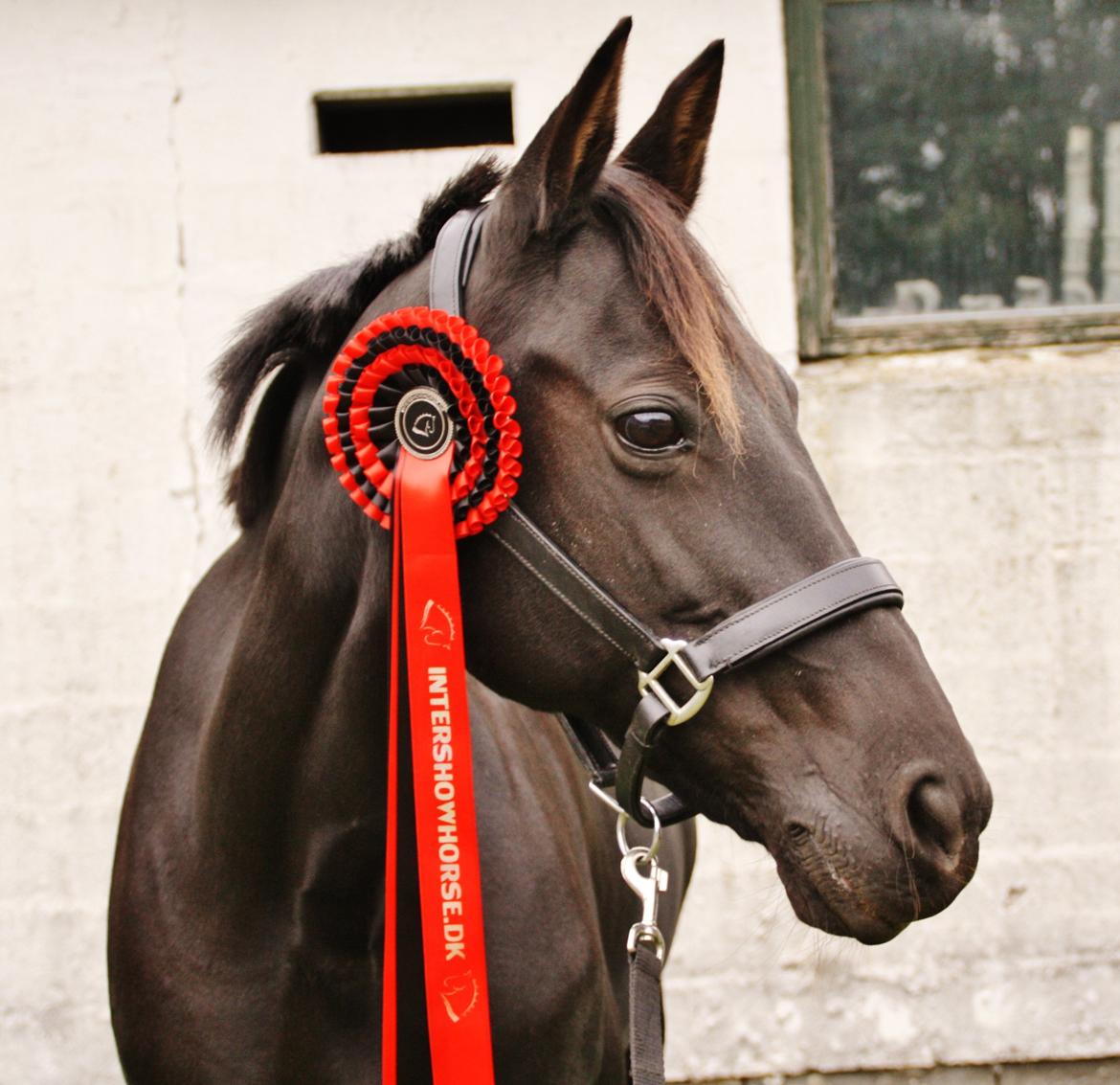 Anden særlig race Agerhøjgårds Avance billede 37