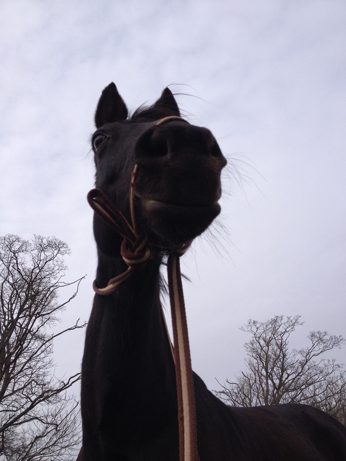 Anden særlig race Agerhøjgårds Avance billede 38