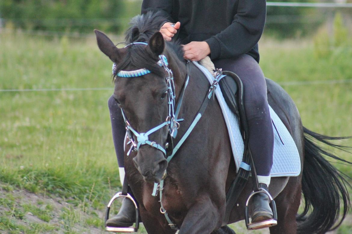 Anden særlig race Agerhøjgårds Avance billede 42