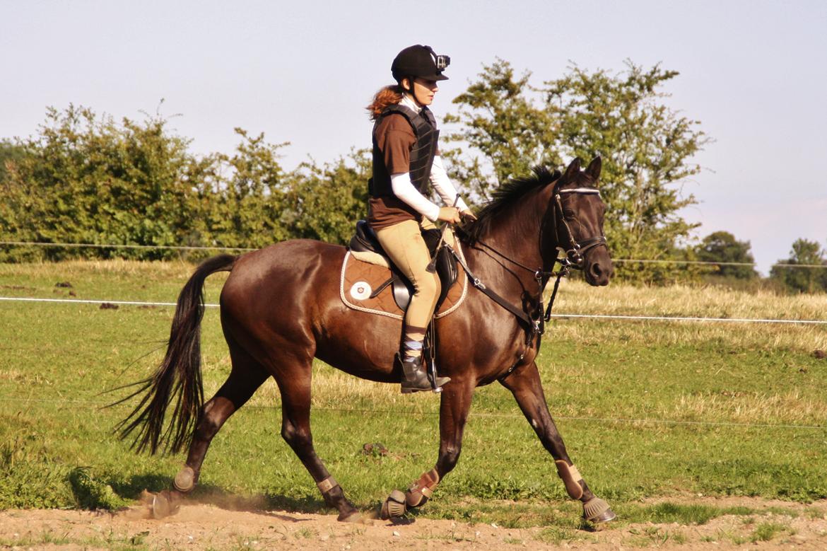 Anden særlig race Agerhøjgårds Avance billede 41