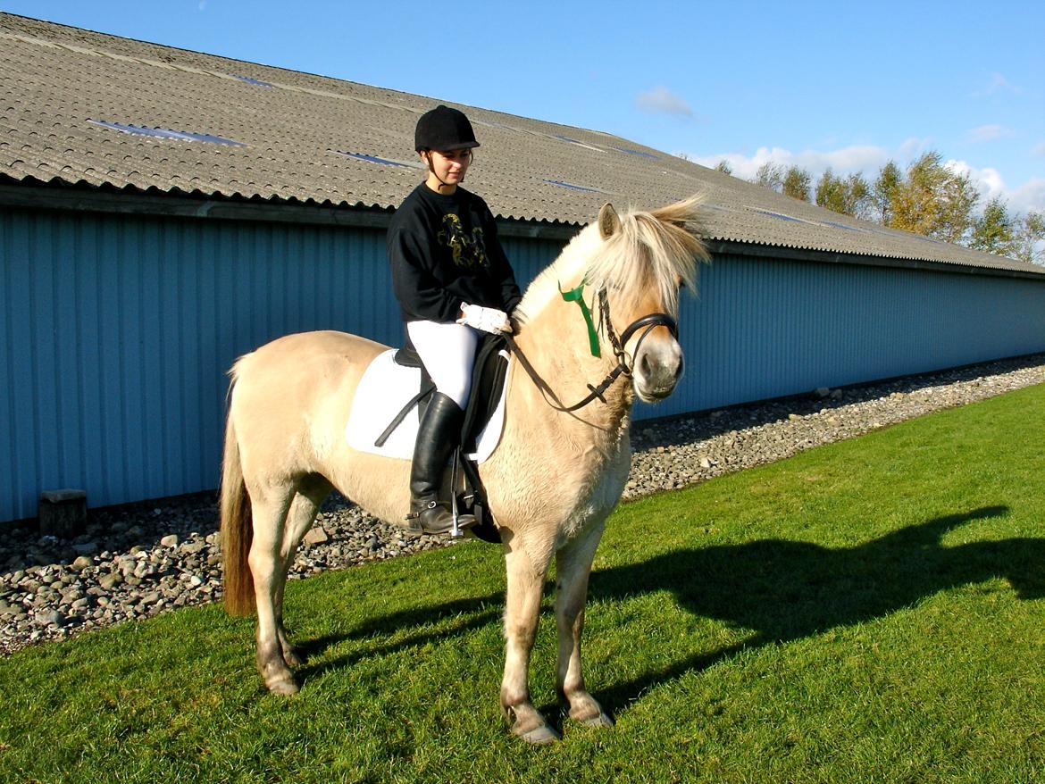 Fjordhest Glibings Fylla billede 19