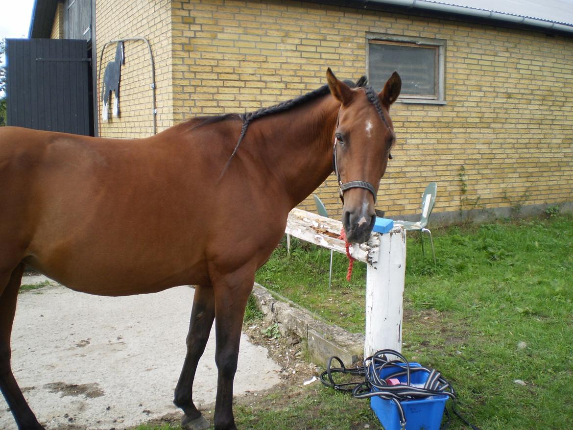 Hollandsk Sportspony Sherry [Tidl. Lånepony] billede 1