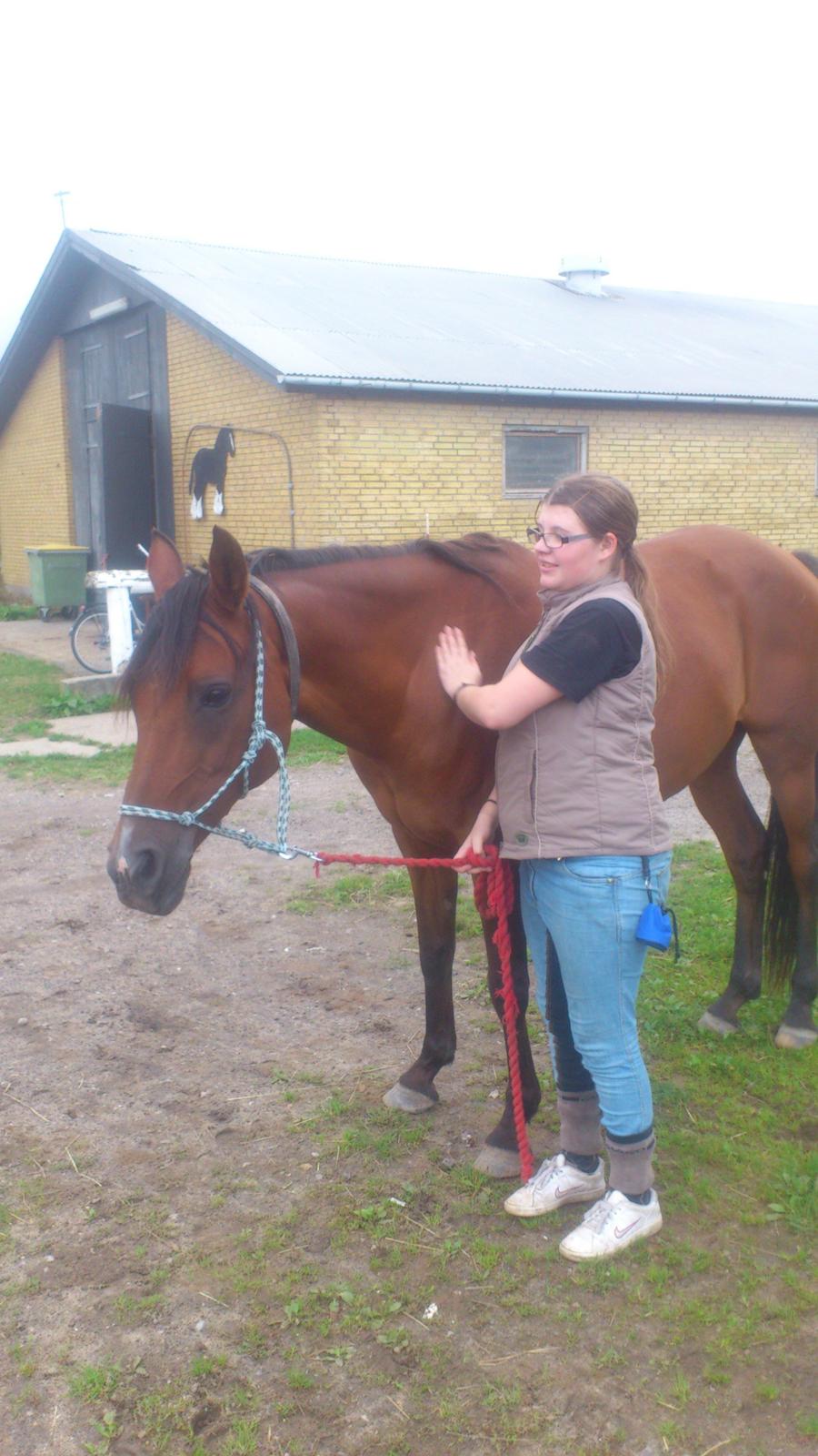 Hollandsk Sportspony Sherry [Tidl. Lånepony] - Første gang jeg trænet hende. billede 3