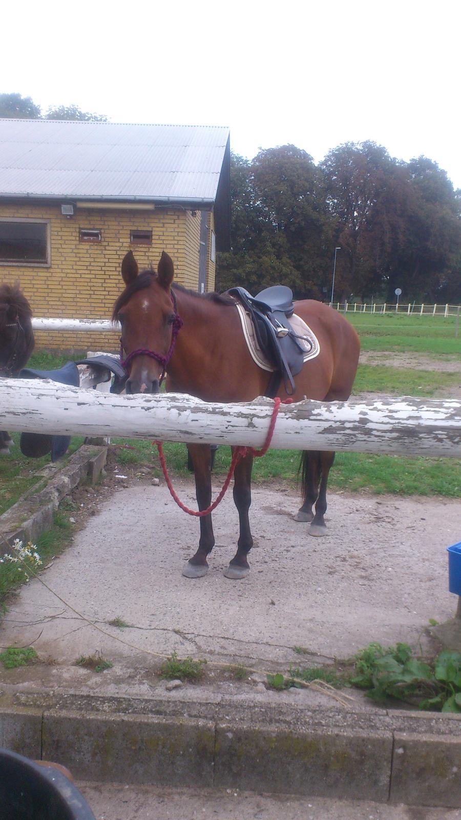 Hollandsk Sportspony Sherry [Tidl. Lånepony] billede 4